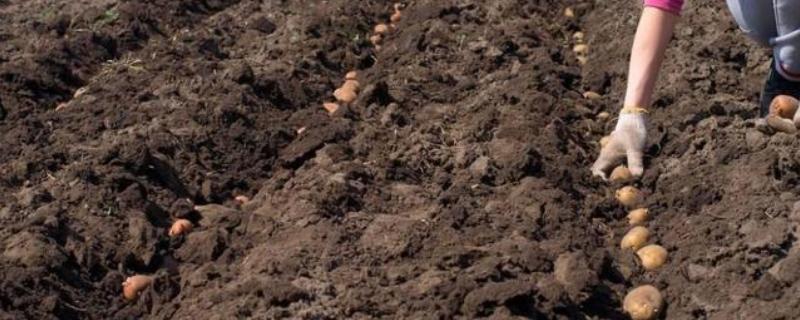 9月份适合种哪些作物，马铃薯、冬小麦、毛豆等品种均可栽培