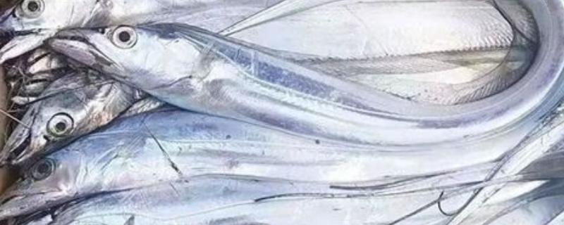 野生带鱼和养殖带鱼有什么区别，性情、鳞片、食性等方面均不同