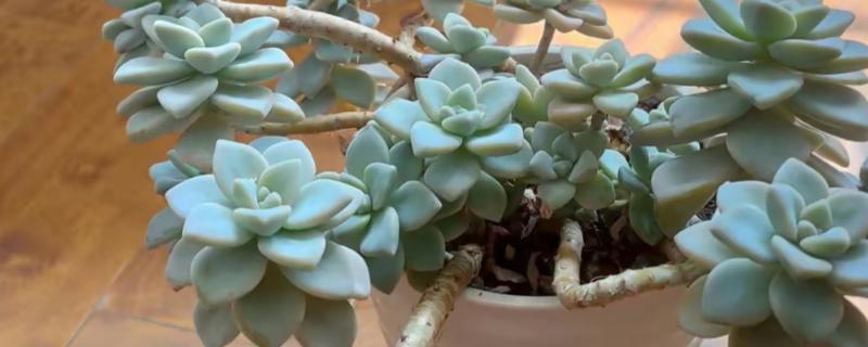 怎么养姬胧月，遵循不干不浇、浇必浇透的原则