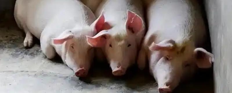 猪中暑的原因，可能是持续高温所致