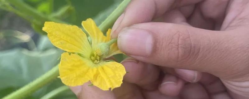 甜瓜授粉期要注意什么，在上午10点前完成授粉