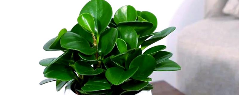 电脑宝宝怎么养殖，春夏秋季节要接受散射光