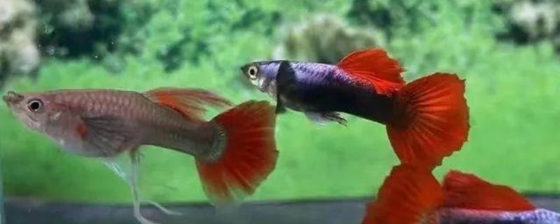 孔雀鱼变黑的原因，主要是水质恶化、水温下降、感染病菌所致