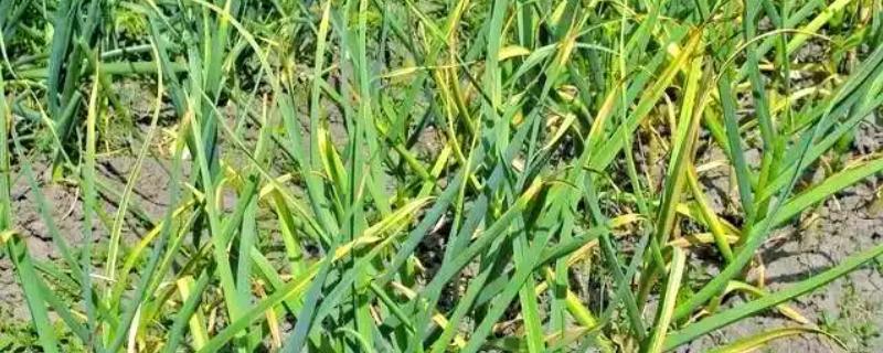 大蒜叶子有黄斑如何处理，发生锈病时可以喷施粉锈宁