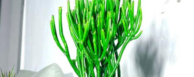 膨珊瑚的浇水方法，幼苗期每隔一周浇一次