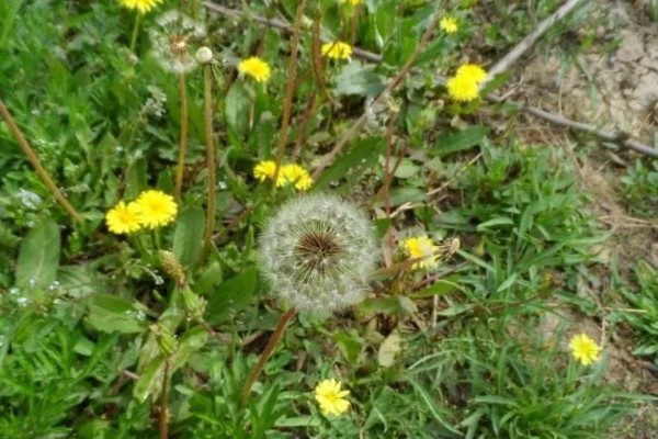 蒲公英简介,是多年生植物