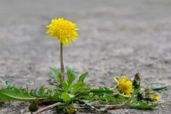 蒲公英简介,是多年生植物
