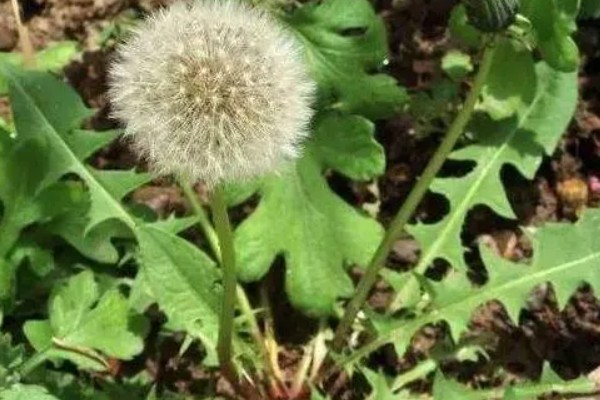 蒲公英简介,是多年生植物