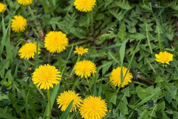 蒲公英简介,是多年生植物