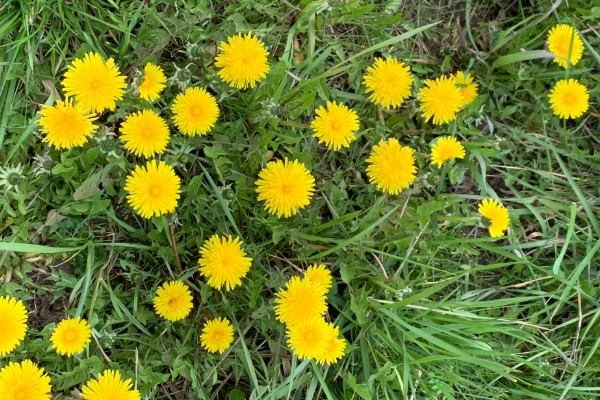 蒲公英简介,是多年生植物