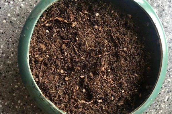 蒲公英简介,是多年生植物