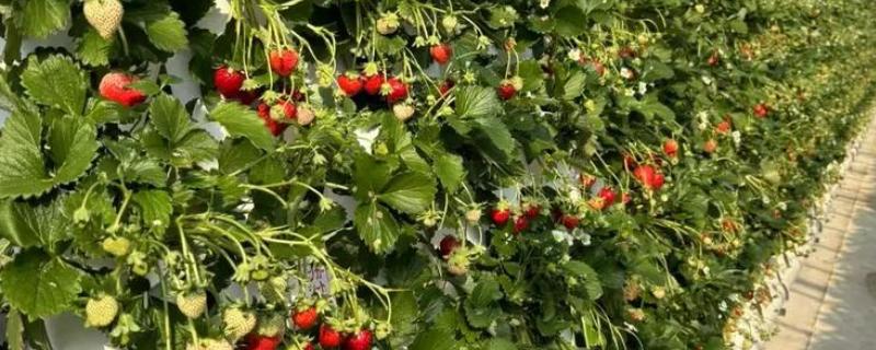无土栽培草莓的亩成本，一般需要10万元左右