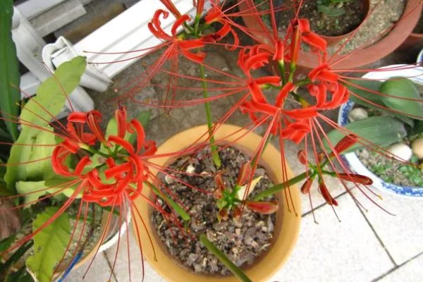 彼岸花如何养护，喜欢在阴凉的环境中生长