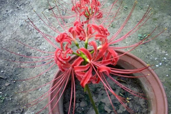 彼岸花如何养护，喜欢在阴凉的环境中生长