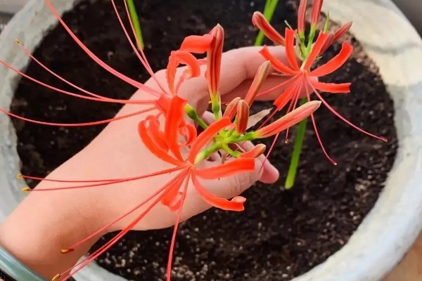 彼岸花如何养护，喜欢在阴凉的环境中生长