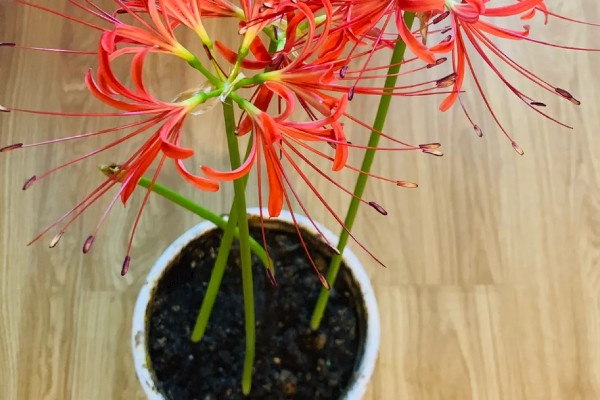 彼岸花如何养护，喜欢在阴凉的环境中生长