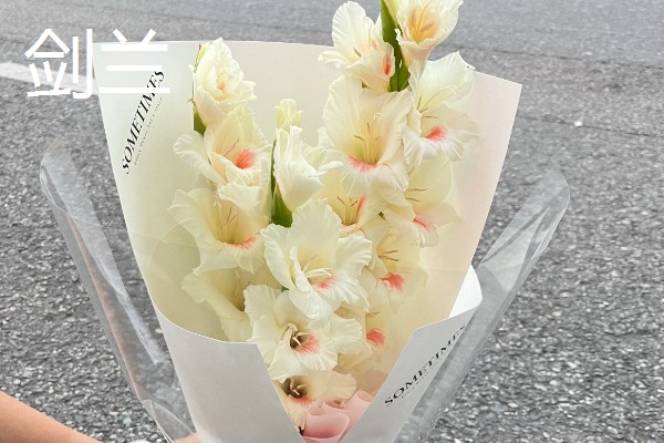 乔迁之喜可赠送什么鲜花,百合花、向日葵等品种比较合适