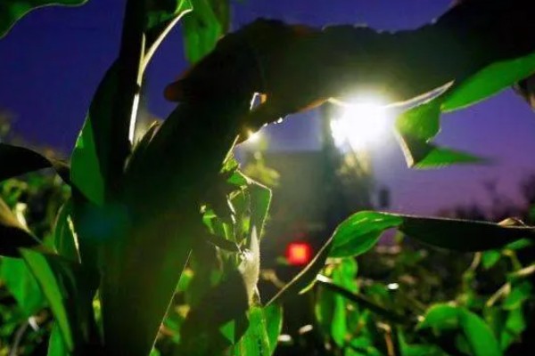 玉米螟的防治方法,心叶末期用杀螟灵防治