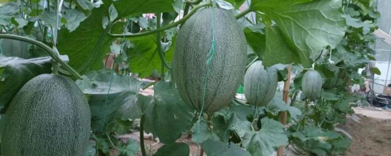 哈密瓜多久浇一次水，2-3天浇一次水就行