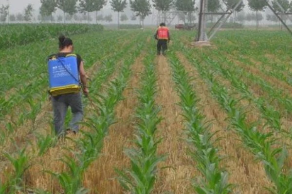 玉米螟的防治方法,心叶末期用杀螟灵防治