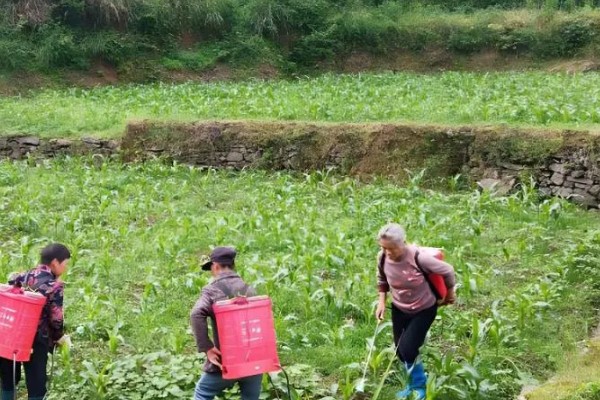 玉米螟的防治方法,心叶末期用杀螟灵防治