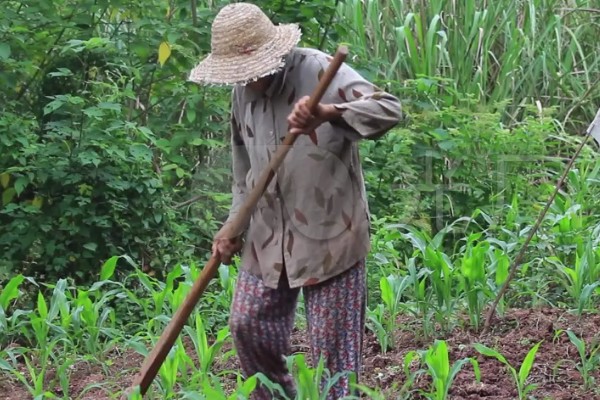 玉米螟的防治方法,心叶末期用杀螟灵防治