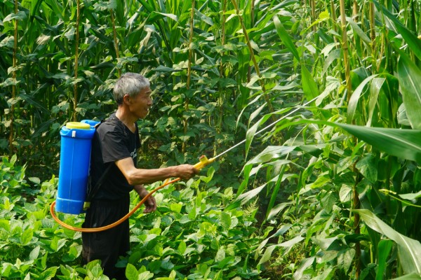 玉米螟的防治方法,心叶末期用杀螟灵防治