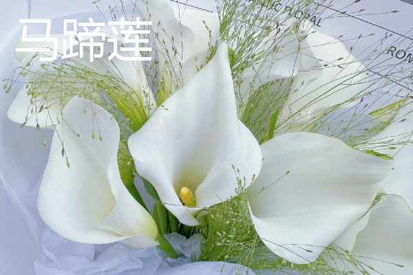 乔迁之喜可赠送什么鲜花,百合花、向日葵等品种比较合适