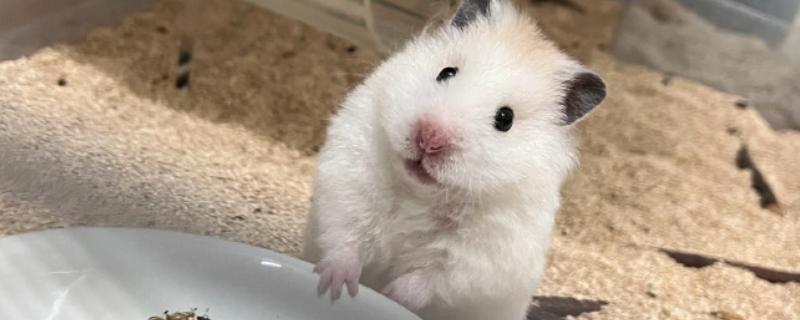 仓鼠简介，是哺乳纲噬齿目动物