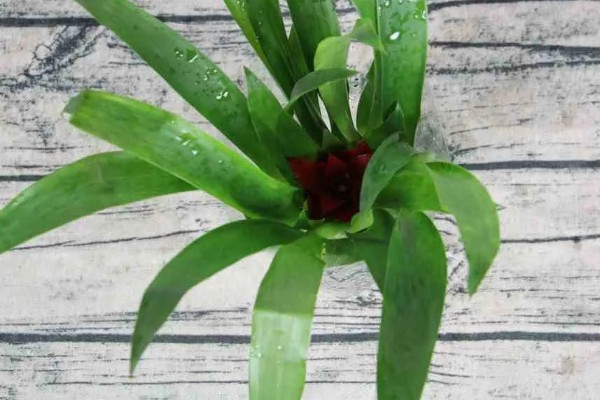 鸿运当头花需要从哪里剪,可以从花梗处剪