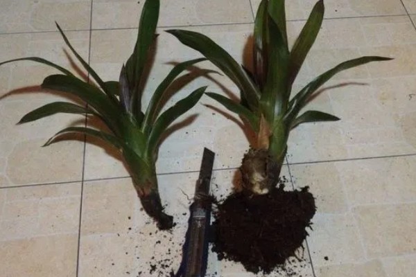 鸿运当头花需要从哪里剪,可以从花梗处剪