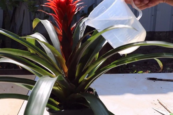 鸿运当头花需要从哪里剪,可以从花梗处剪