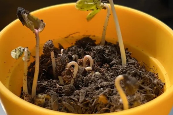 牵牛花夏天能发芽么 ，夏天难发芽