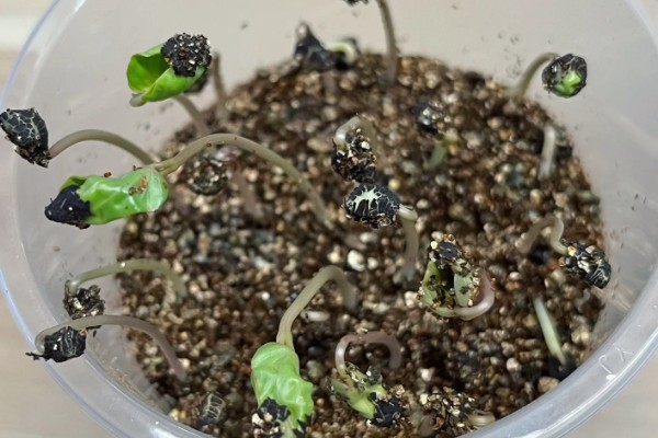 牵牛花夏天能发芽么 ，夏天难发芽