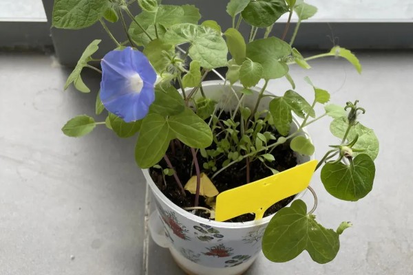 牵牛花夏天能发芽么 ，夏天难发芽