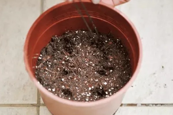 牵牛花夏天能发芽么 ，夏天难发芽