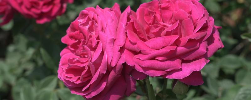 玫瑰花的开花时间，花期为每年5-6月份