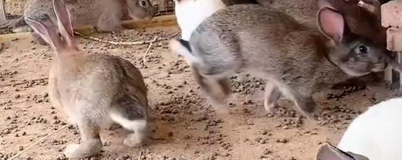 提高母兔受孕率的方法，首次配种后经过一段时间再次交配