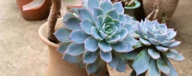 蓝石莲爆盆的方式，将它放在采光较好的地方养护