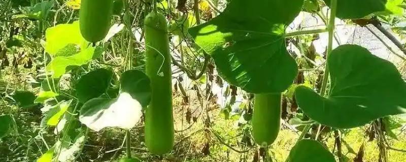 瓠子和西葫芦的区别，原产地和生长环境均不同