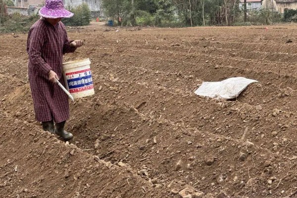 双季茭白怎么种植，株距保持在0.5-0.6米