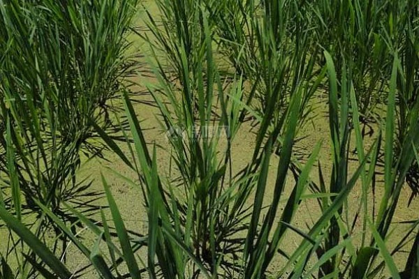 双季茭白怎么种植，株距保持在0.5-0.6米