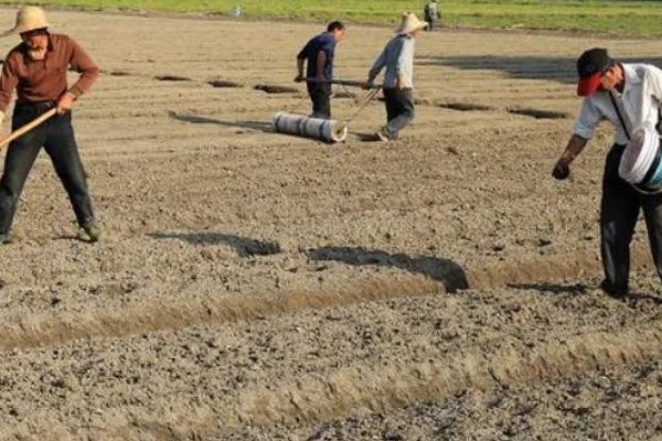 双季茭白怎么种植，株距保持在0.5-0.6米