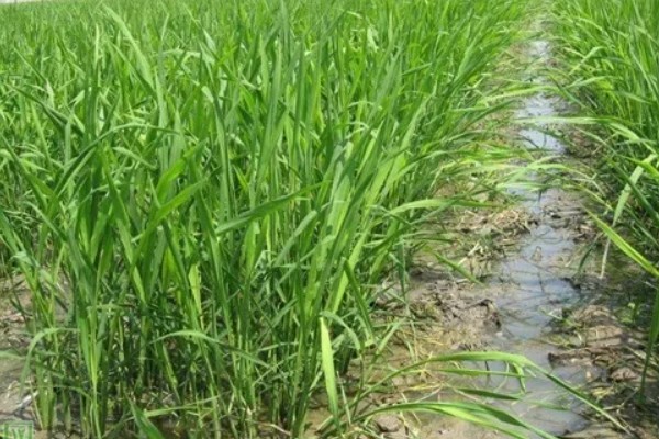 双季茭白怎么种植，株距保持在0.5-0.6米