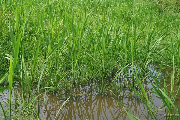 双季茭白怎么种植，株距保持在0.5-0.6米