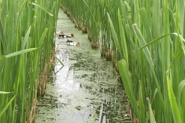 双季茭白怎么种植，株距保持在0.5-0.6米