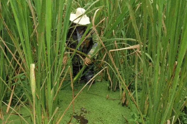 双季茭白怎么种植，株距保持在0.5-0.6米