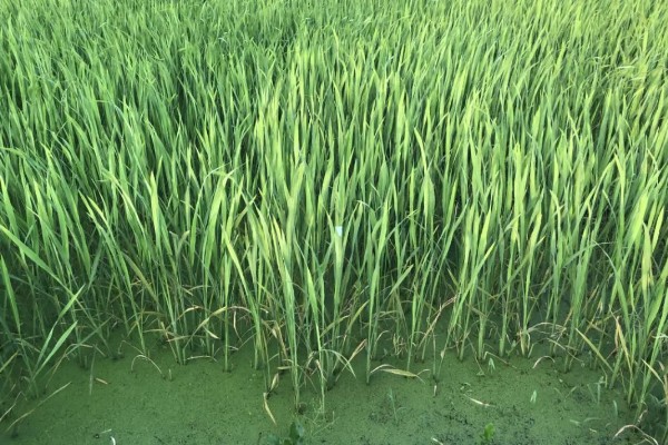 双季茭白怎么种植，株距保持在0.5-0.6米