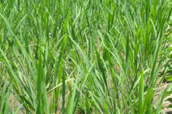 双季茭白怎么种植，株距保持在0.5-0.6米