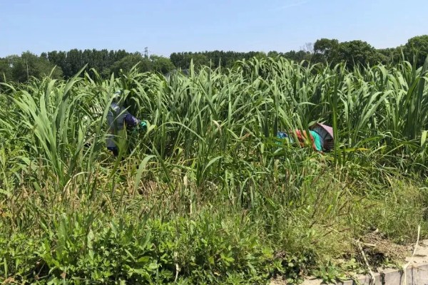 双季茭白怎么种植，株距保持在0.5-0.6米